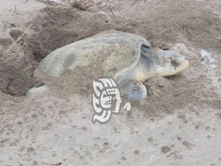 Tortugas llegan a Agua Dulce para desovar; piden preservar especies