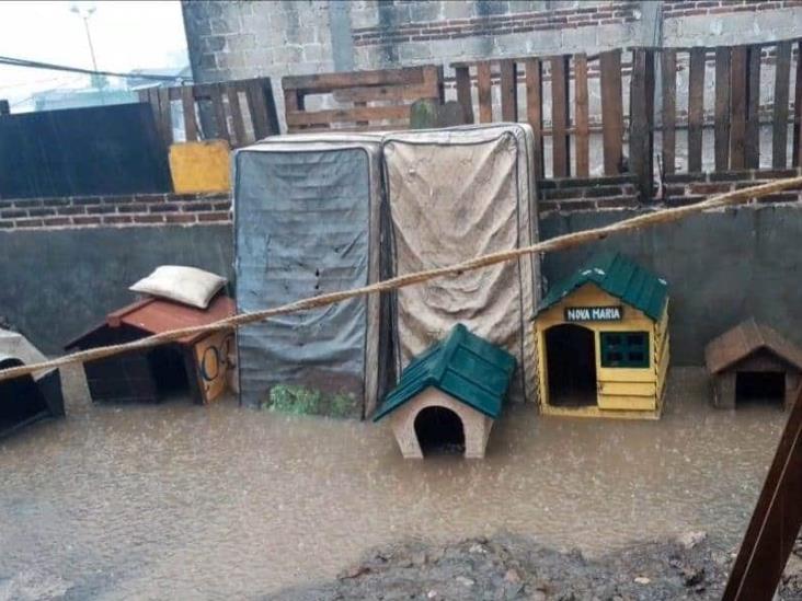 Lluvias afectan albergues de animales en Xalapa