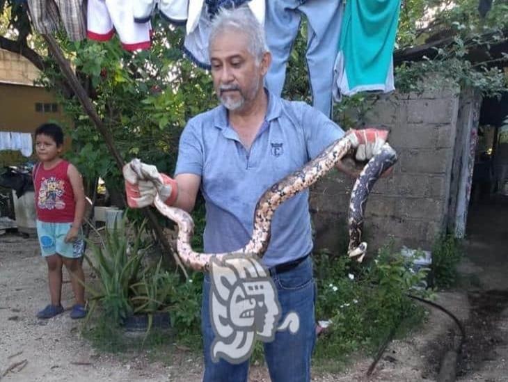 Ante intensos calores, serpientes invaden hogares de choapenses