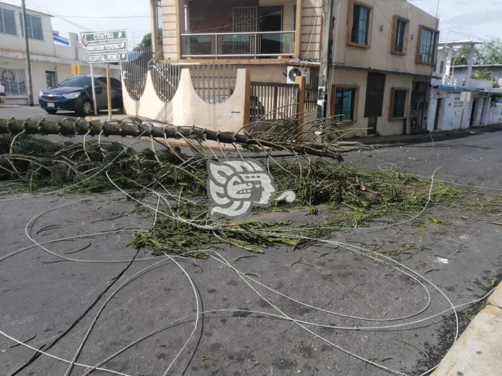 Caída de un pino suspendió servicios básicos en Nanchital