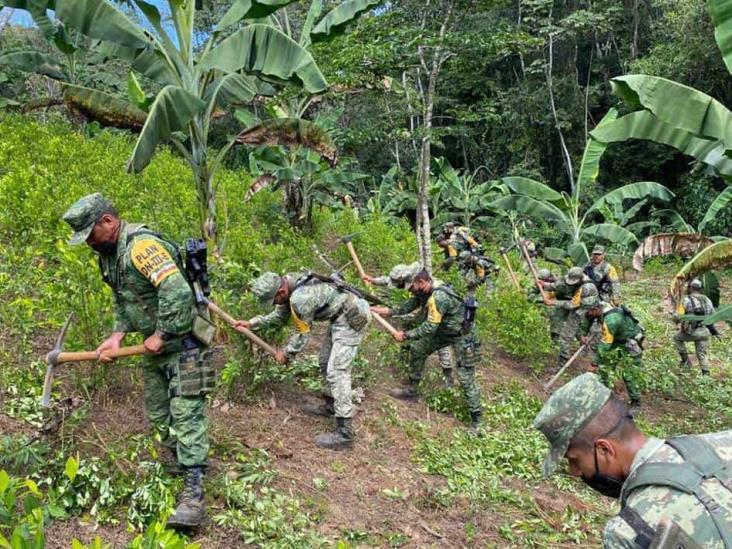 Narcos mexicanos incursionan en el cultivo y producción de coca