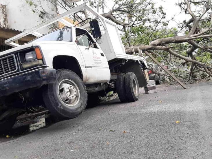 Cae árbol encima de dos unidades vehiculares en calles de Veracruz