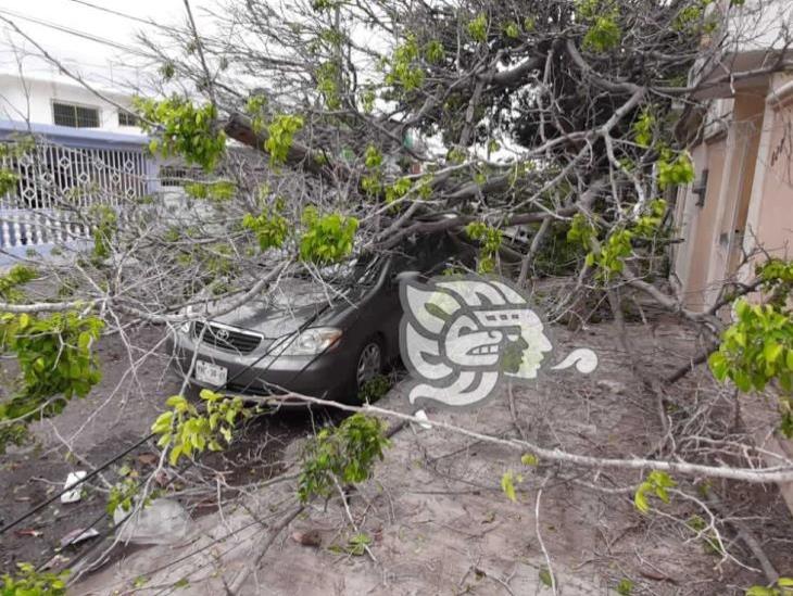Cae árbol encima de dos unidades vehiculares en calles de Veracruz