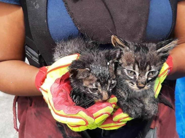 Bomberos rescatan a 6 gatitos en Veracruz