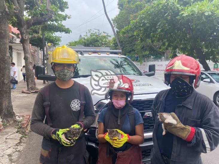 Bomberos rescatan a 6 gatitos en Veracruz