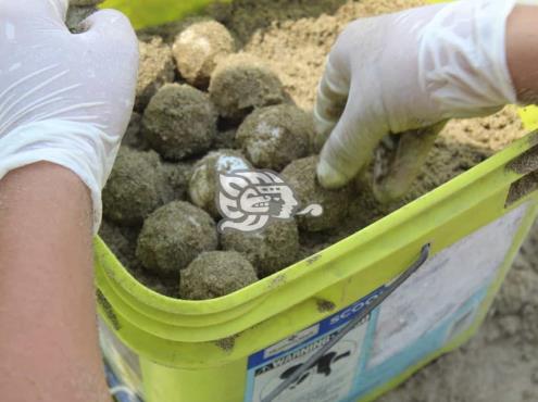 Van 500 huevos de tortuga Lora rescatados este año en Coatzacoalcos
