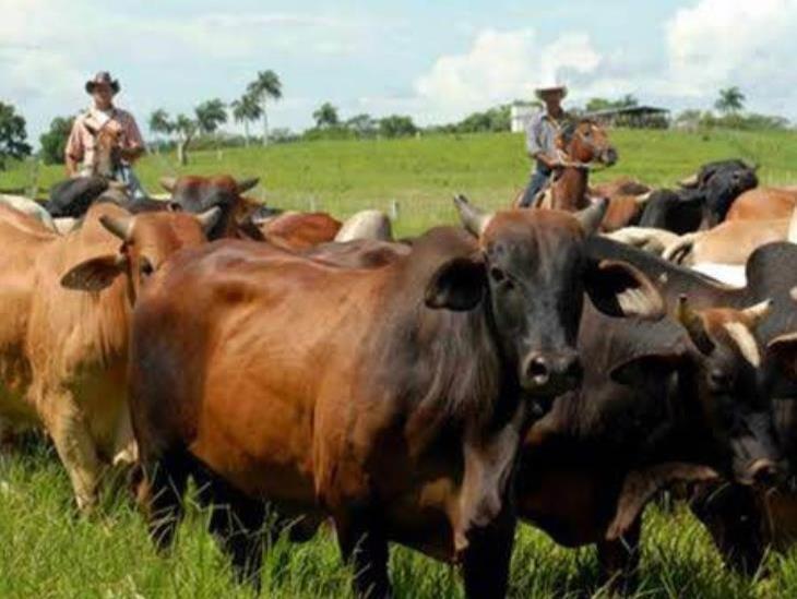 Veracruz primer lugar en sector ganader; sin embargo piden mayor apoyo