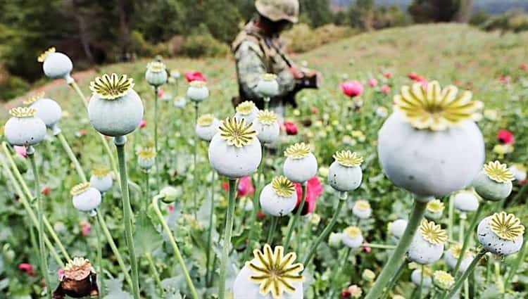 En 75 municipios de Veracruz, cultivos de amapola o de marihuana, advierte la Sedena