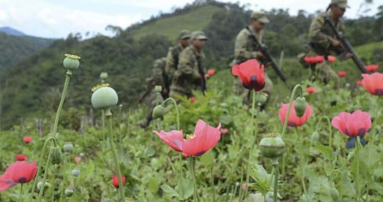 En 75 municipios de Veracruz, cultivos de amapola o de marihuana, advierte la Sedena