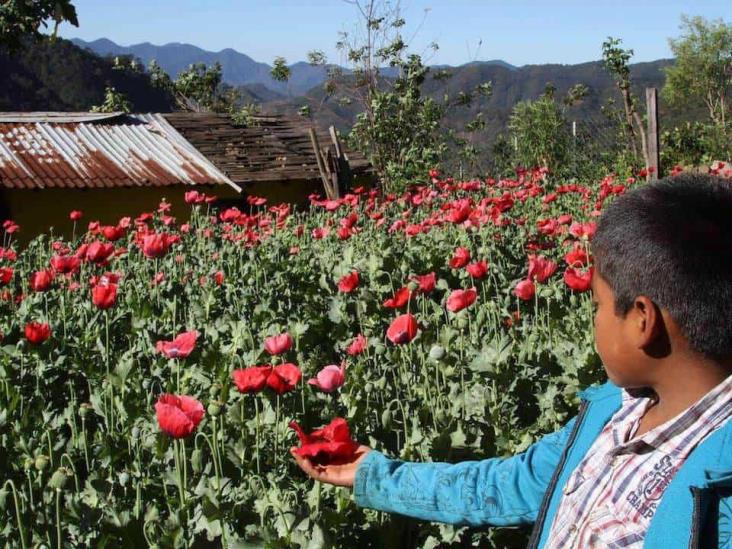 En 75 municipios de Veracruz, cultivos de amapola o de marihuana, advierte la Sedena