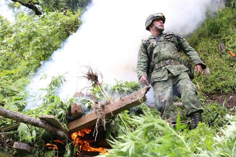 En 75 municipios de Veracruz, cultivos de amapola o de marihuana, advierte la Sedena