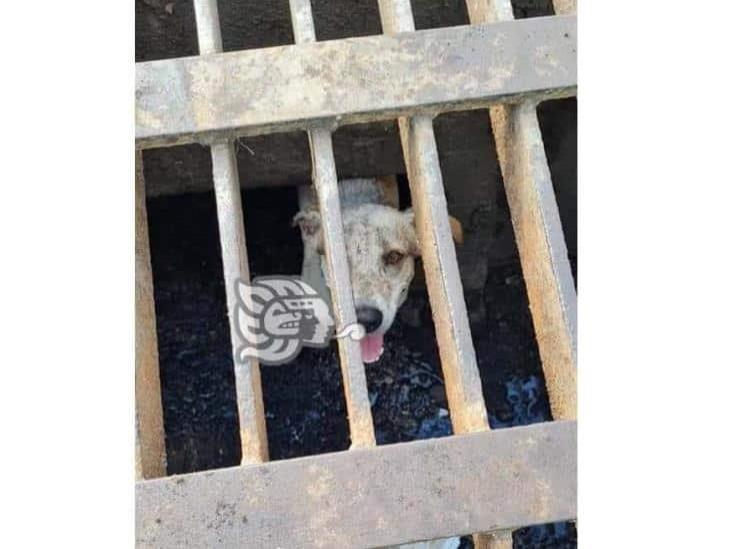 En Veracruz, rescatan a perrito que cayó en alcantarilla