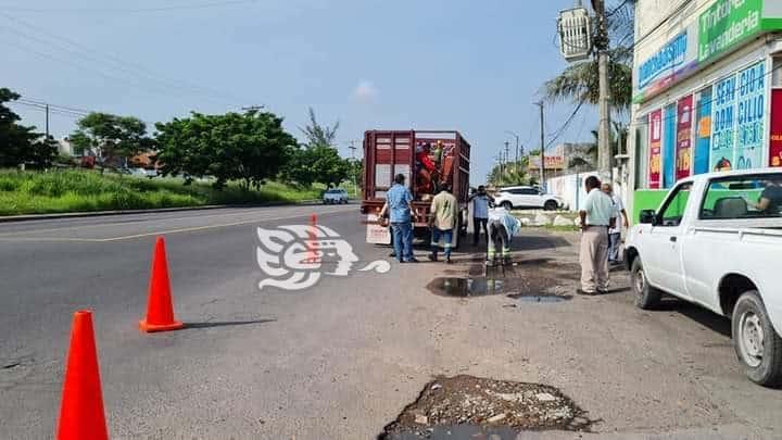 En Veracruz, rescatan a perrito que cayó en alcantarilla