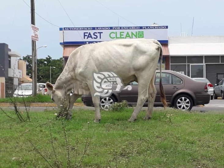 Piden vecinos atender presencia de ganado en fraccionamiento de Veracruz