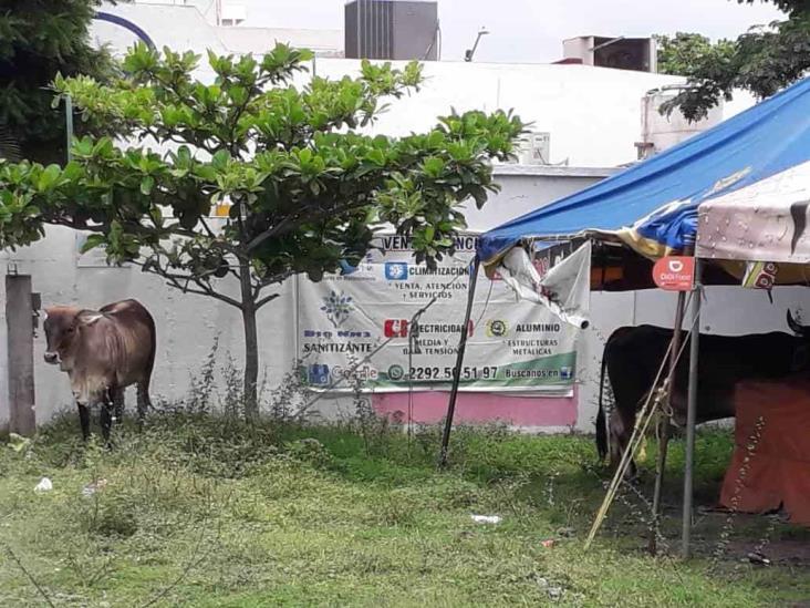 Piden vecinos atender presencia de ganado en fraccionamiento de Veracruz