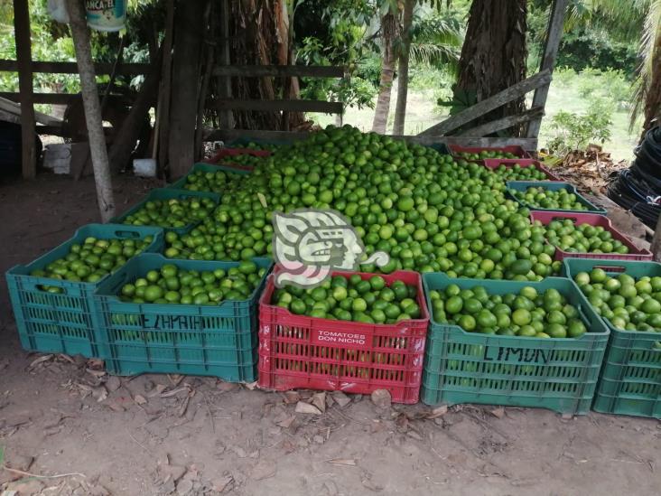 Ofrecen toneladas de limón persa a bajo precio en Coatzacoalcos