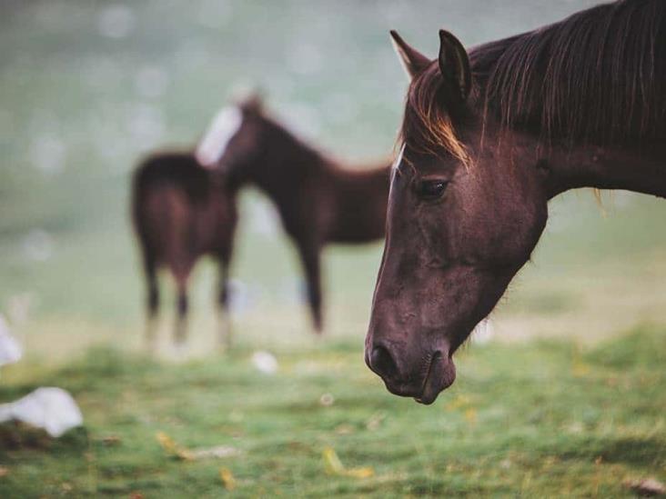 Alertan por virus equino en Veracruz