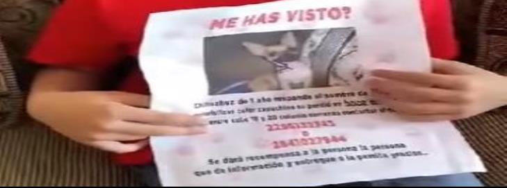 Niño ofrece recompensa por perrita extraviada en Boca del Río
