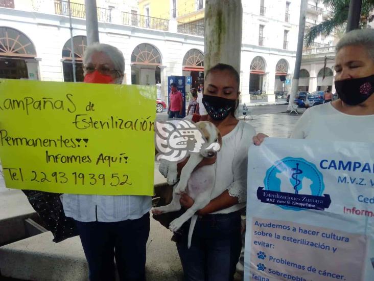 Anuncian activistas campaña de esterilización para mascotas