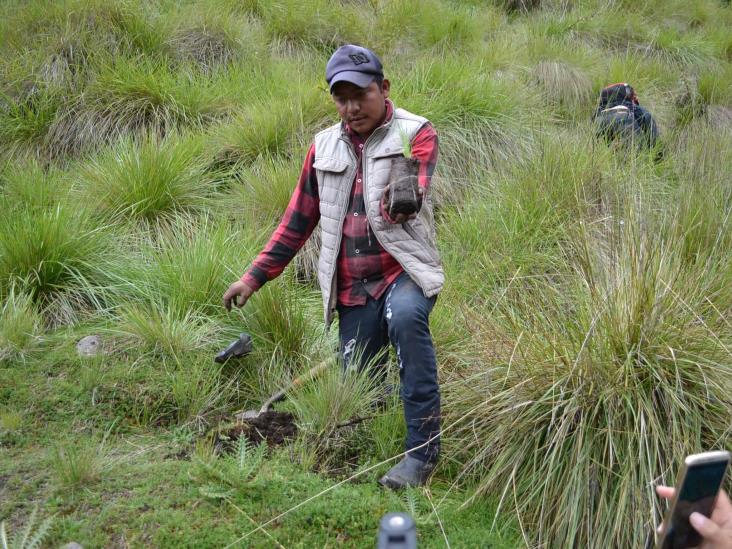 Reforestan Parque Nacional Pico de Orizaba