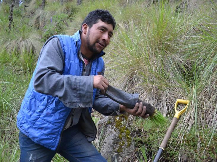 Reforestan Parque Nacional Pico de Orizaba