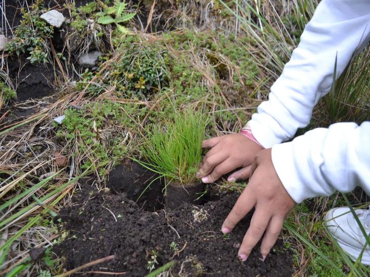 Reforestan Parque Nacional Pico de Orizaba