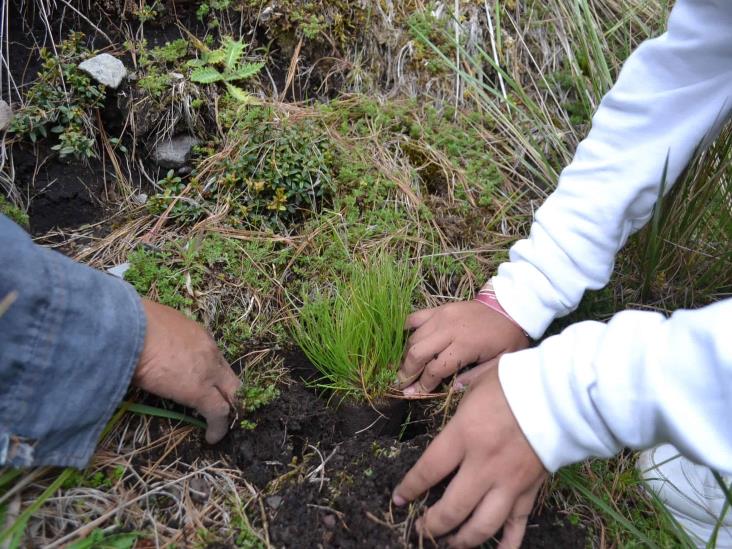 Reforestan Parque Nacional Pico de Orizaba