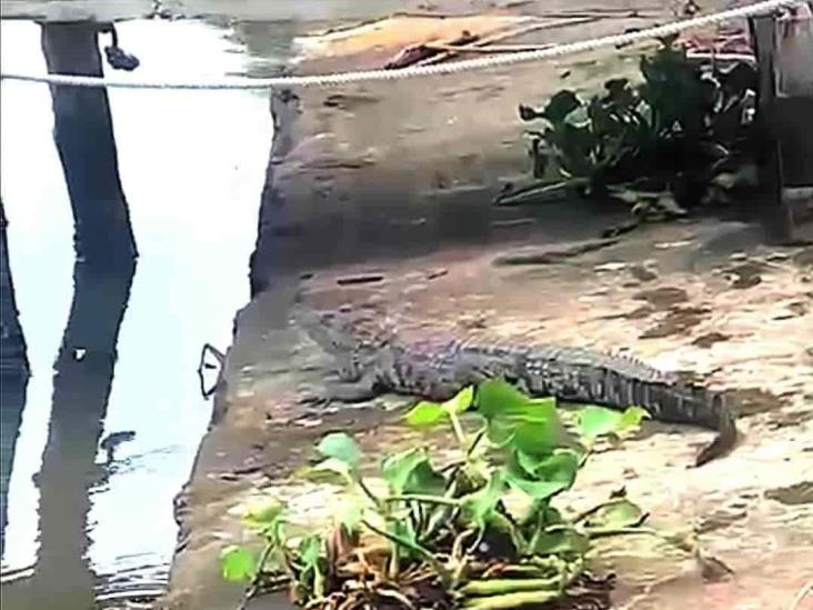 Capturan cocodrilo en Boca del Río