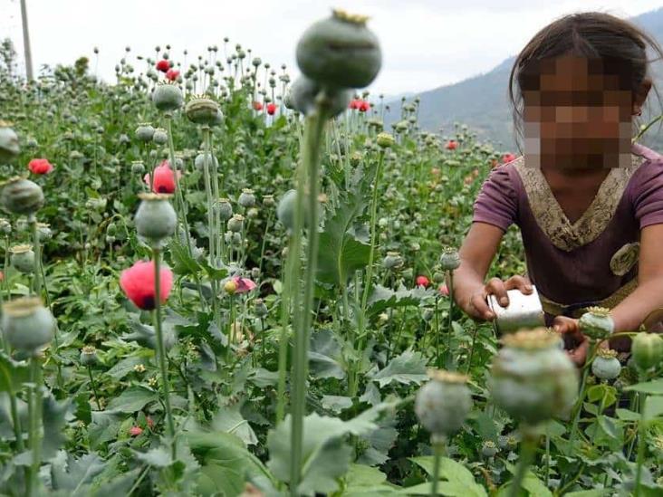 Pobreza fertiliza cultivo de amapola en Veracruz; Tatatila y Tlacolulan reinan