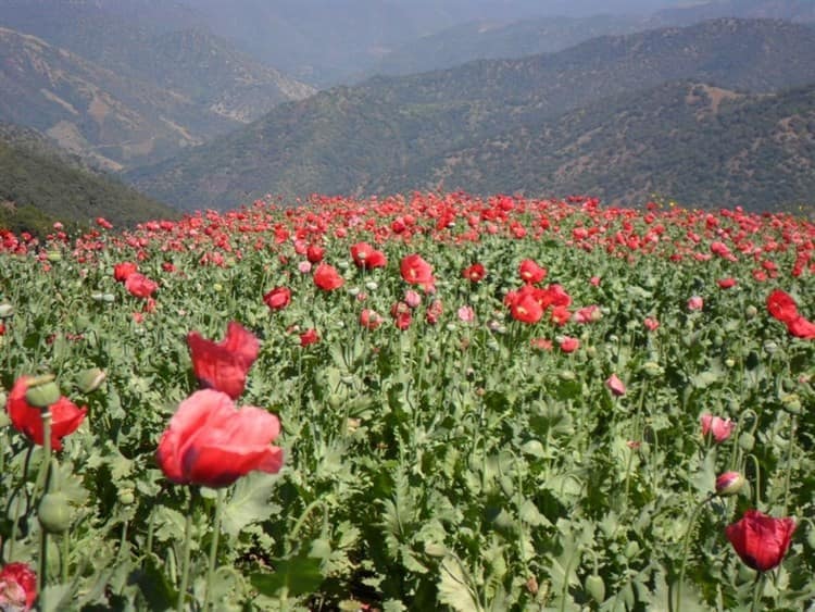 Pobreza fertiliza cultivo de amapola en Veracruz; Tatatila y Tlacolulan reinan