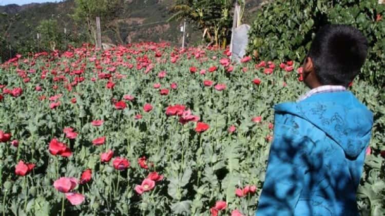 Pobreza fertiliza cultivo de amapola en Veracruz; Tatatila y Tlacolulan reinan