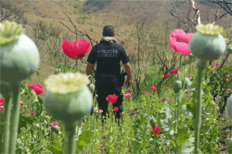 Pobreza fertiliza cultivo de amapola en Veracruz; Tatatila y Tlacolulan reinan