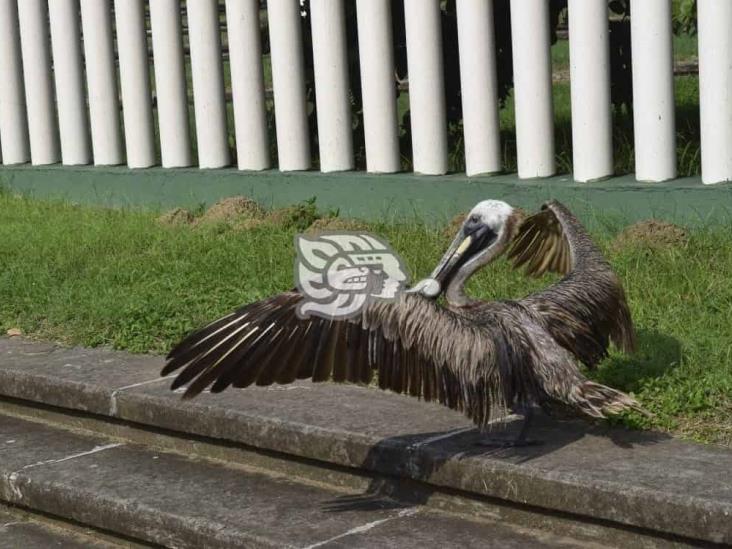 En Boca del Río, rescatan a pelícano lesionado