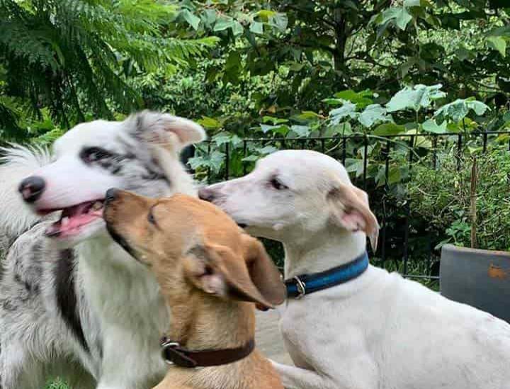 Xalapa: Buscan ayudar a perritos abandonados en Central de Abastos