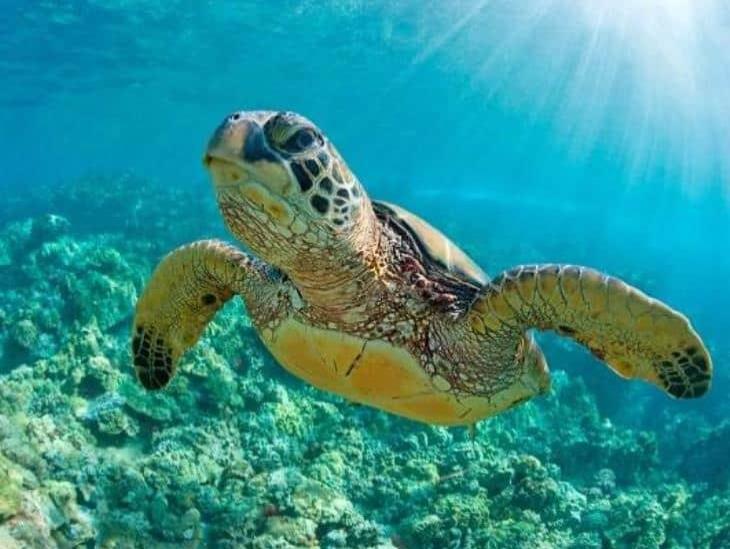 En Veracruz, Sedema logra resguardar 29 mil 396 huevos de tortugas marinas