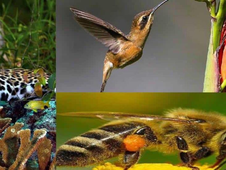 En peligro de extinción, más de 140 especies animales en Veracruz