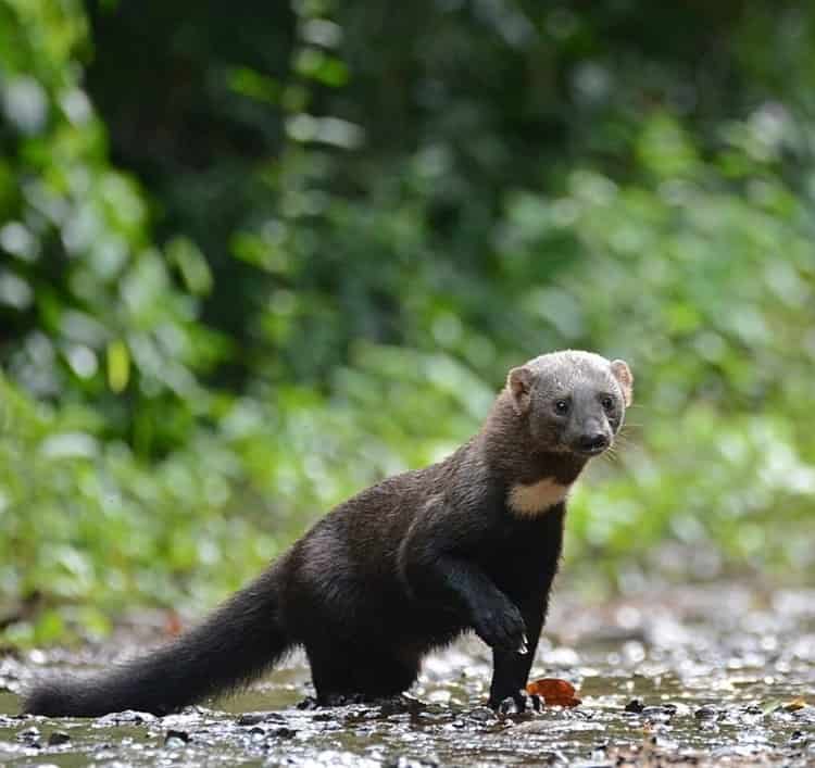 En peligro de extinción, más de 140 especies animales en Veracruz