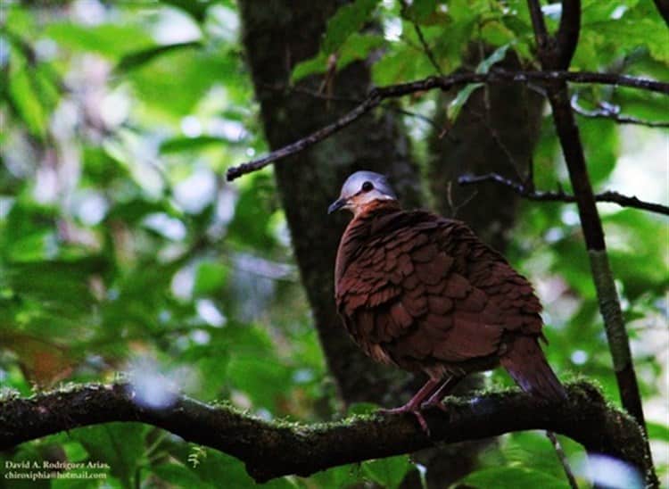 En peligro de extinción, más de 140 especies animales en Veracruz