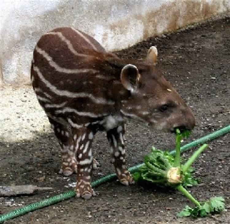 En peligro de extinción, más de 140 especies animales en Veracruz