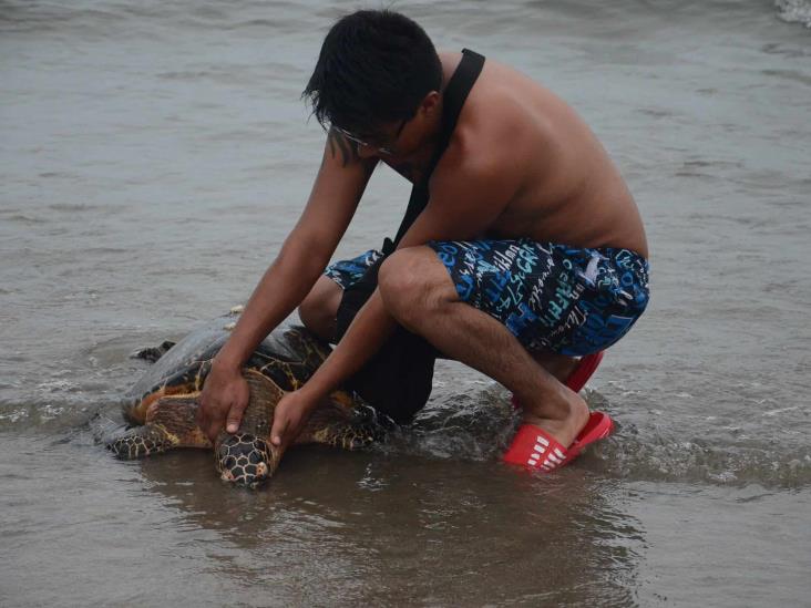 En lo que va del 2021, al menos 15 tortugas muertas en playas de Veracruz