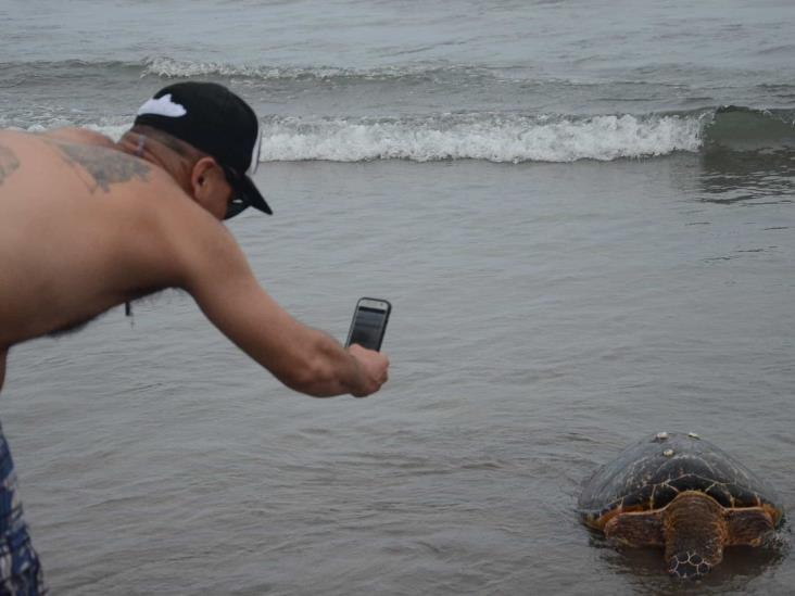 En lo que va del 2021, al menos 15 tortugas muertas en playas de Veracruz