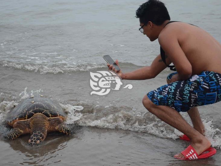 En lo que va del 2021, al menos 15 tortugas muertas en playas de Veracruz