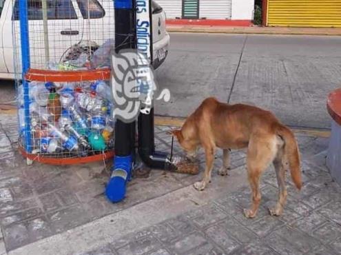 Esperan apoyo en beneficio de perros callejeros de Nanchital