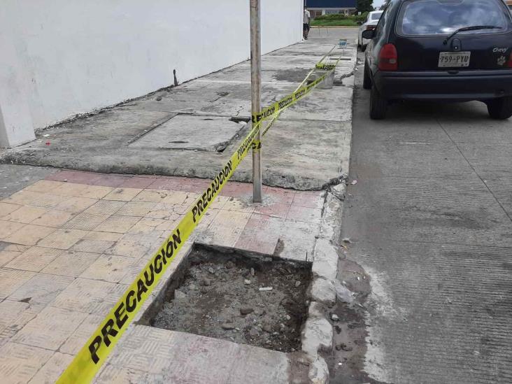 Anuncian la siembra de 17 árboles en cercanías del Malecón de Veracruz