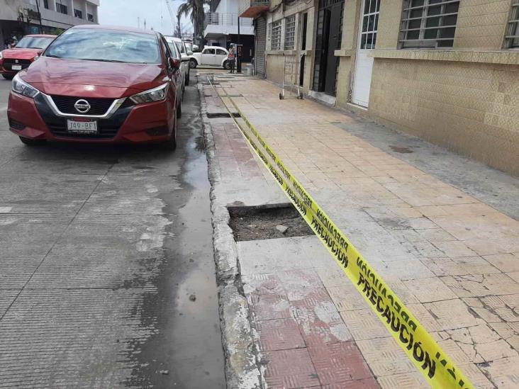 Anuncian la siembra de 17 árboles en cercanías del Malecón de Veracruz