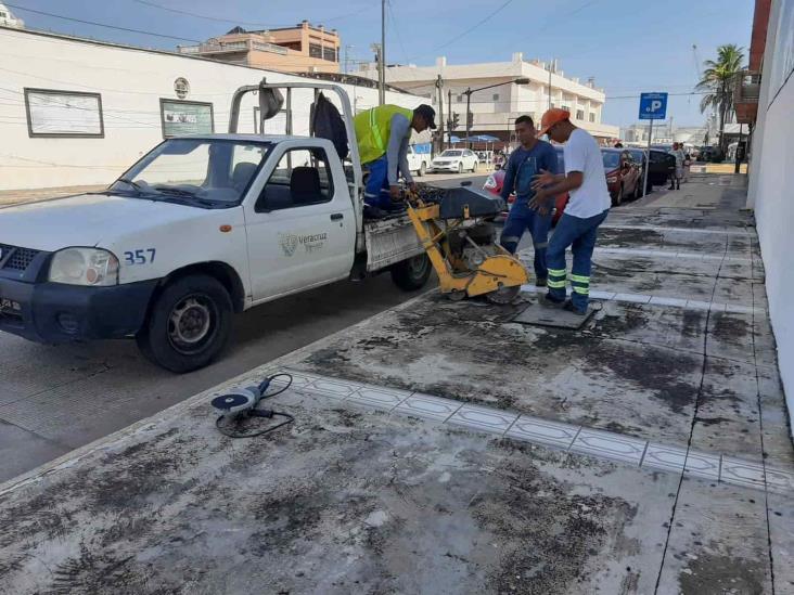 Anuncian la siembra de 17 árboles en cercanías del Malecón de Veracruz