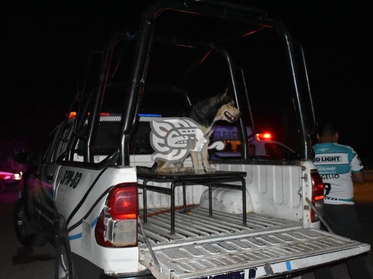 Envenenan a Tobi, perro que frustró robo a banco en Texistepec