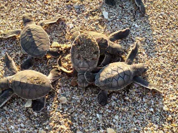 Resguardan más de mil nidos de tortugas en playas del norte de Veracruz