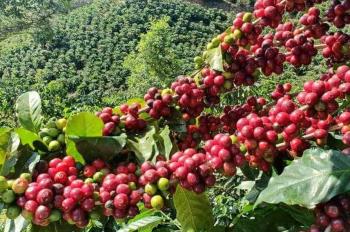 Cafeticultores veracruzanos logran posicionarse entre los mejores de México