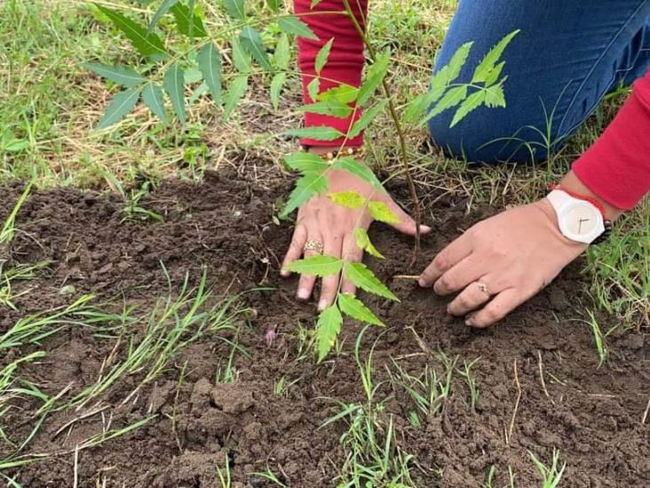 Sembrarán 10,000 arbolitos en Boca del Río.